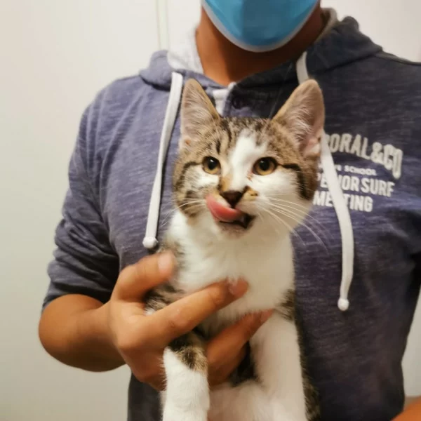 Ryna, chat adopté en 2020 grâce aux ti'chats