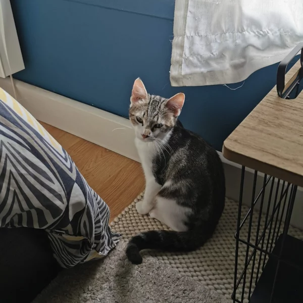 Ryu, chat adopté en 2020 grâce aux ti'chats