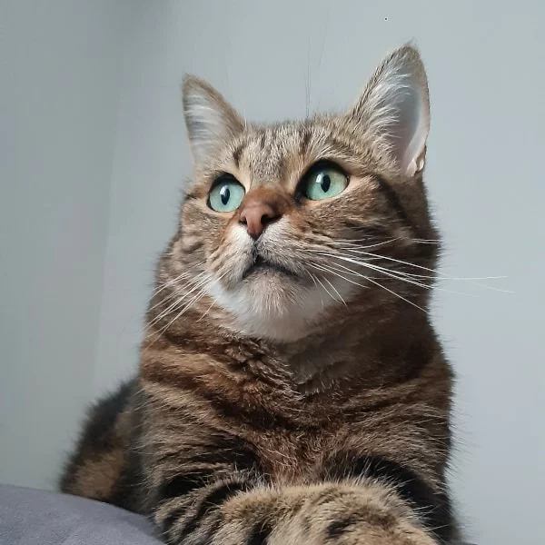 Sadgy, chat adopté en 2022 grâce aux ti'chats