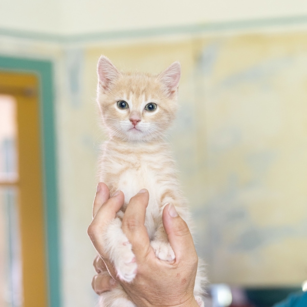 lestichats-safyr-axiane