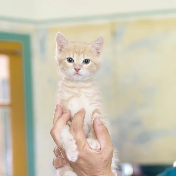 Safyr, chat adopté via Les ti'chats