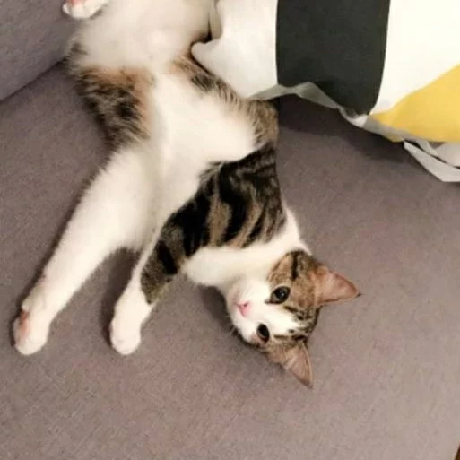 Sakura, chat adopté via Les ti'chats