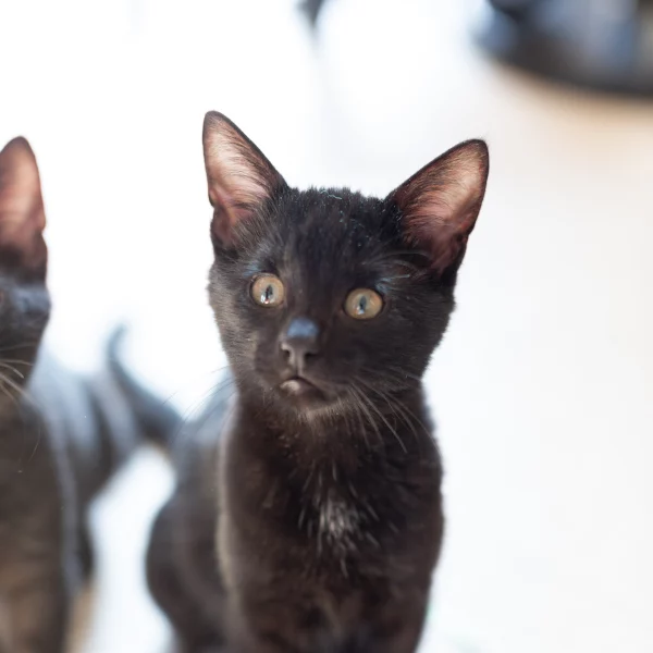 Salem, chat adopté en 2020 grâce aux ti'chats