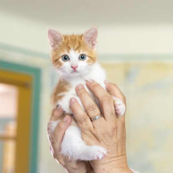 lestichats-salidou-axiane