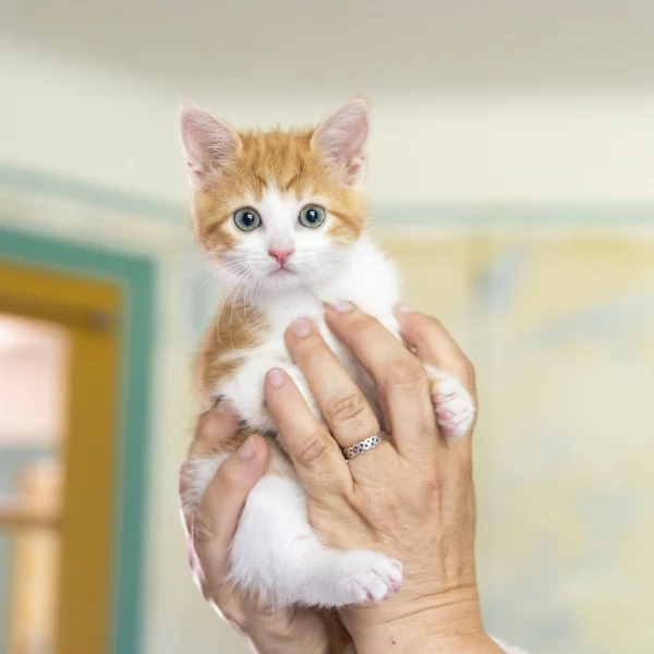 Salidou, chat adopté via Les ti'chats