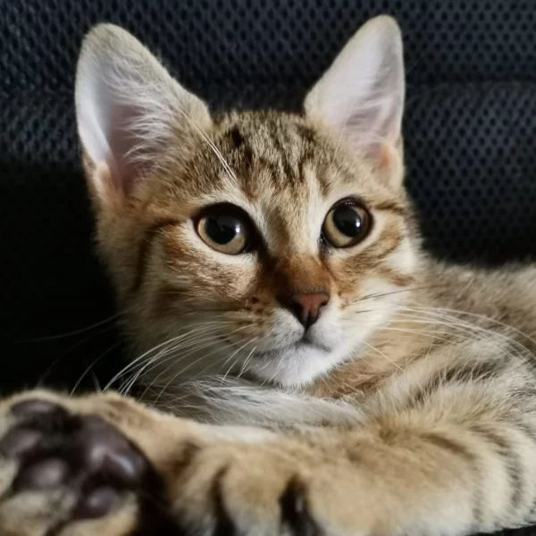 Sally, chat adopté en 2020 grâce aux ti'chats