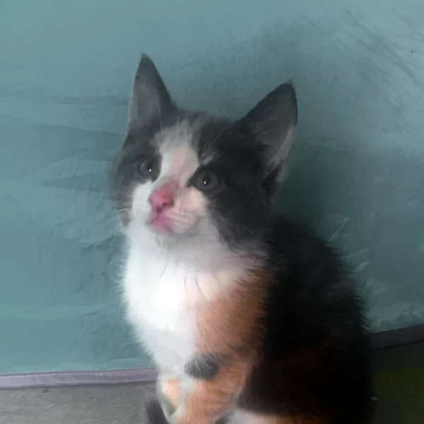 Salsa, chat adopté via Les ti'chats