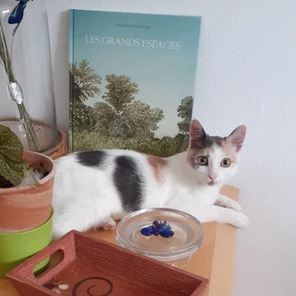 Salsa, chat adopté en 2022 grâce aux ti'chats