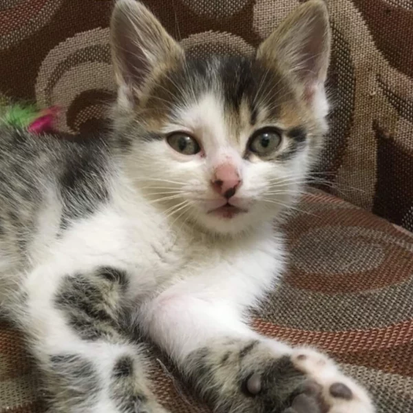 Sam, chat adopté en 2022 grâce aux ti'chats