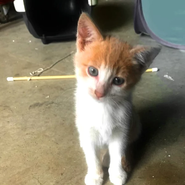 Samba, chat adopté via Les ti'chats