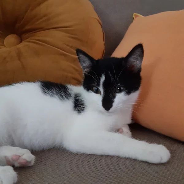 Same, chat adopté en 2022 grâce aux ti'chats