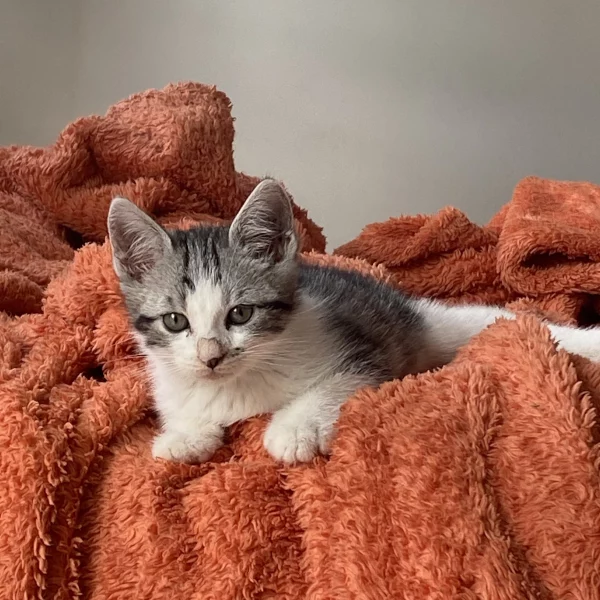 Samy, chat adopté via Les ti'chats