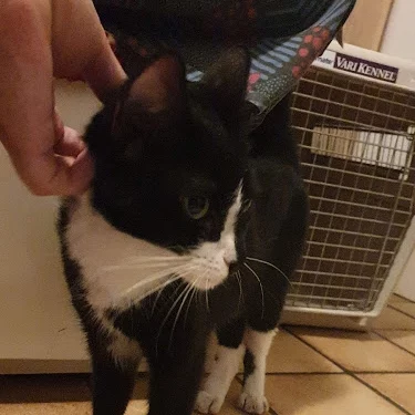 Sana, chat adopté en 2020 grâce aux ti'chats