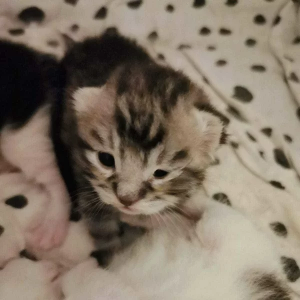 Sangoku, chat adopté via Les ti'chats