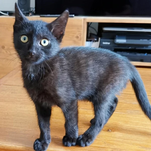 Saphir, chat adopté via Les ti'chats