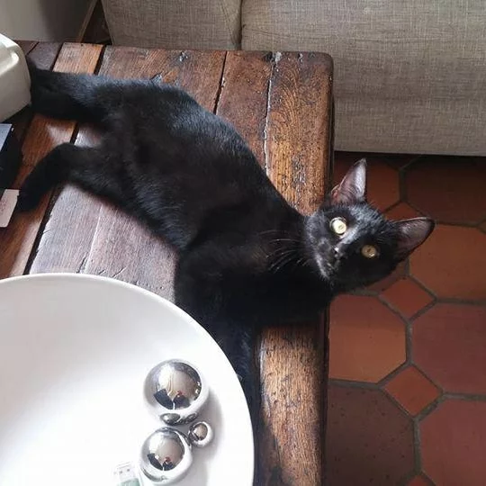 Saphira, chat adopté via Les ti'chats