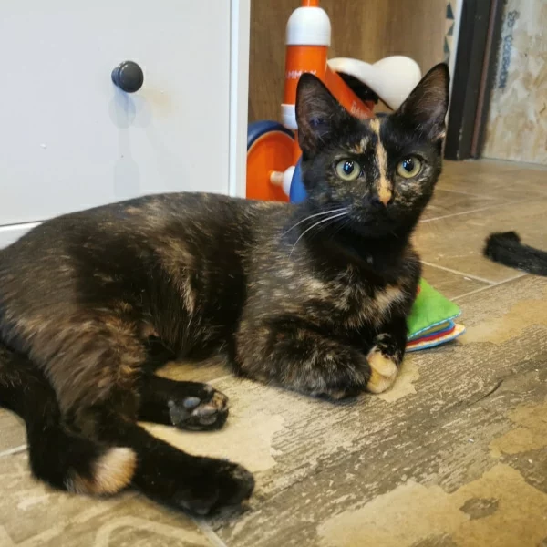 Sarafina, chat adopté en 2022 grâce aux ti'chats