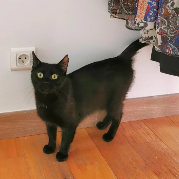 Saskia, chat adopté en 2022 grâce aux ti'chats