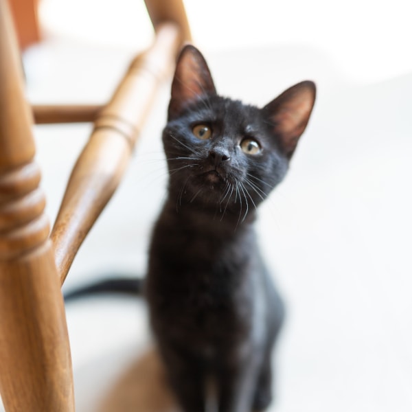 lestichats-sassy-axiane