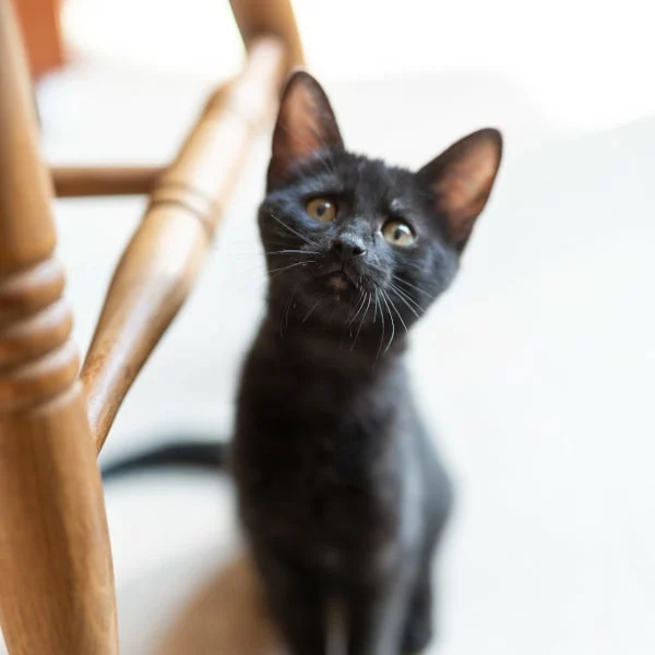 Sassy, chat adopté en 2020 grâce aux ti'chats