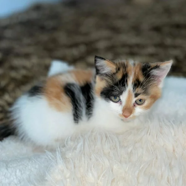 Savana, chat adopté via Les ti'chats