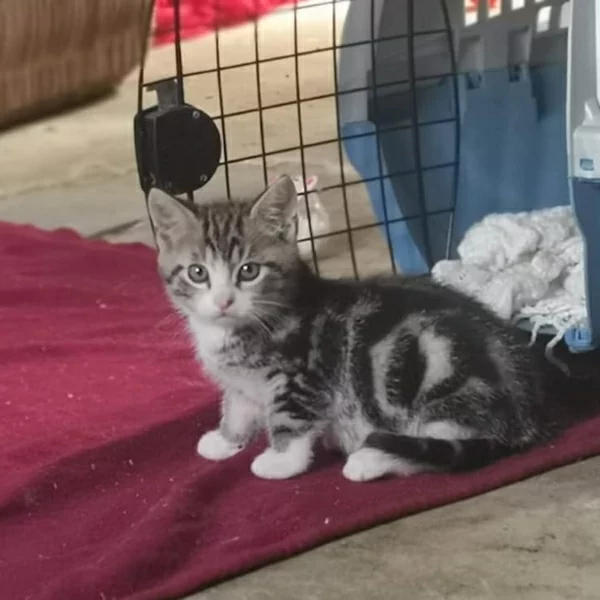 Sayane, chat adopté en 2020 grâce aux ti'chats