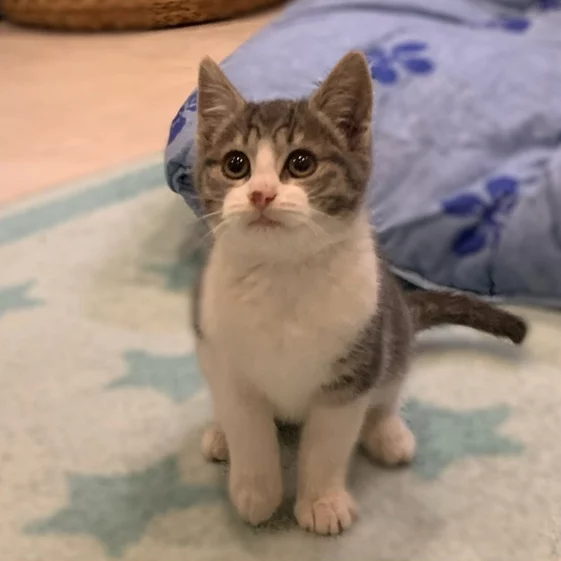 Scrappy, chat adopté en 2022 grâce aux ti'chats