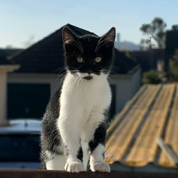Secotin, chat adopté via Les ti'chats