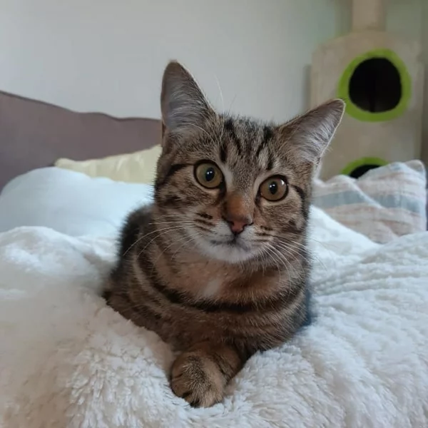 Secotine, chat adopté via Les ti'chats