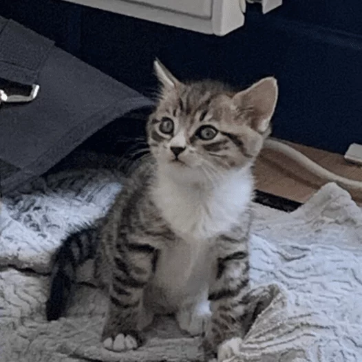 Sethi, chat adopté via Les ti'chats