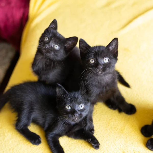 Shade, Six et Sockette, chats adoptés via Les ti'chats