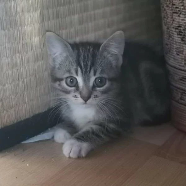 Shana, chat adopté en 2020 grâce aux ti'chats