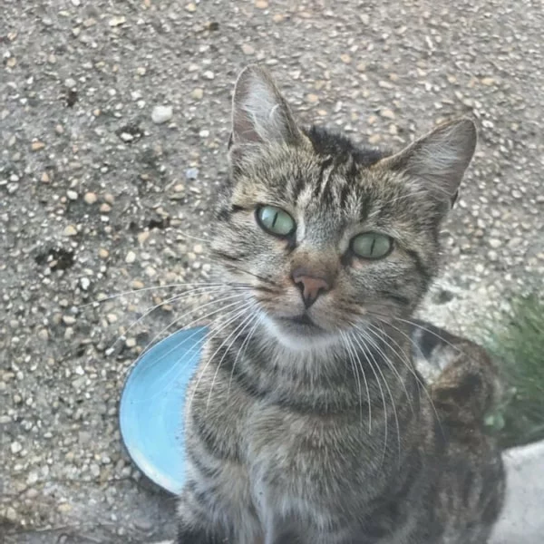 Shelby, chat adopté via Les ti'chats