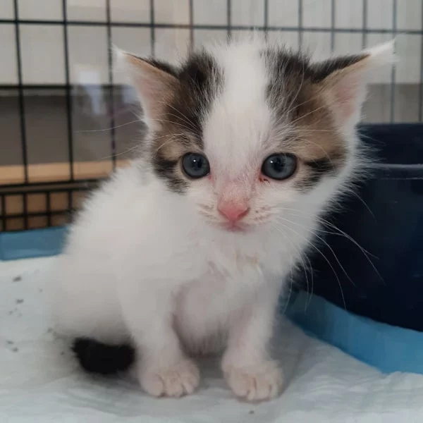 Sherif, chat adopté via Les ti'chats