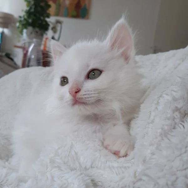 Sherlock, chat adopté via Les ti'chats