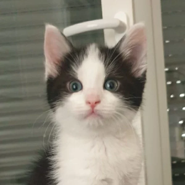 Shimy, chat adopté via Les ti'chats