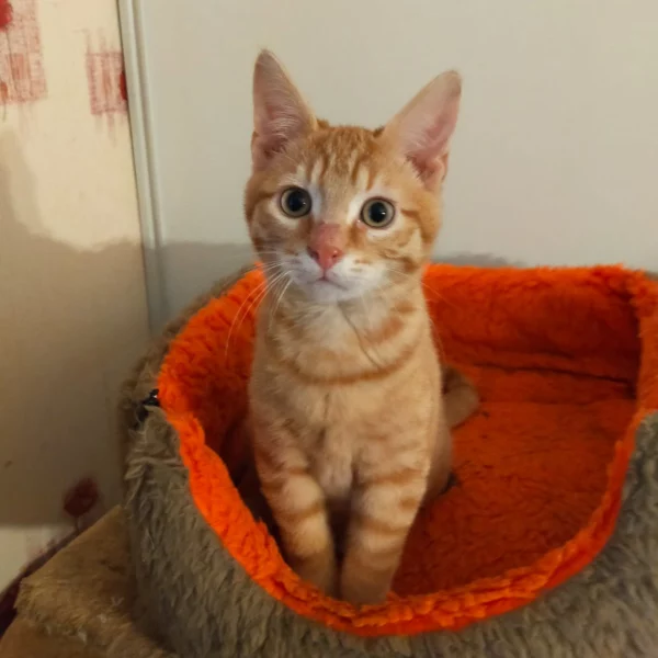 Shiro, chat adopté en 2022 grâce aux ti'chats