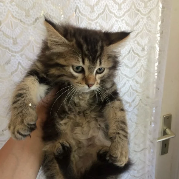 Shy, chat adopté via Les ti'chats