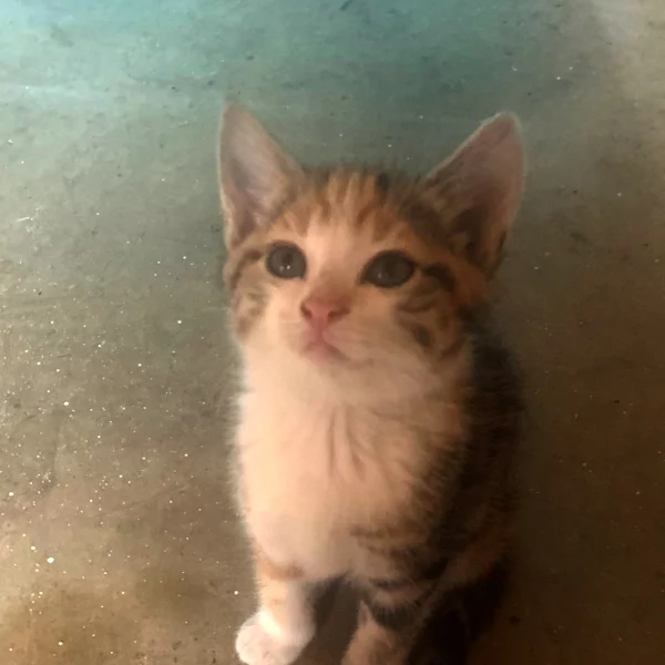 Sia, chat adopté via Les ti'chats