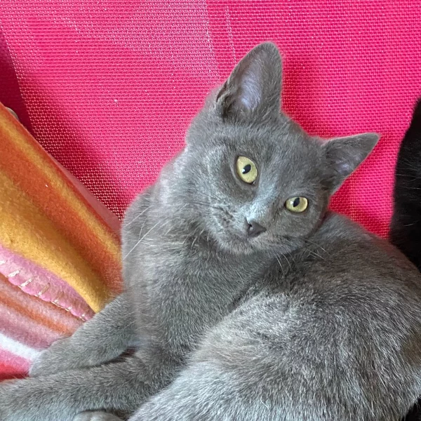 Silea, chat adopté en 2022 grâce aux ti'chats