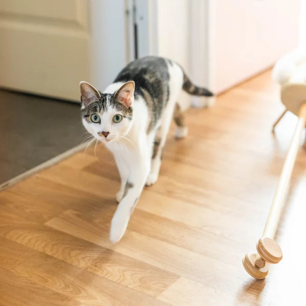 Siliane, chat adopté en 2022 grâce aux ti'chats