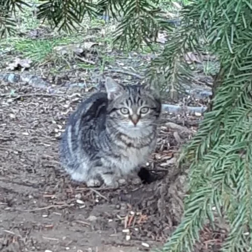 Siliza, chat adopté en 2022 grâce aux ti'chats