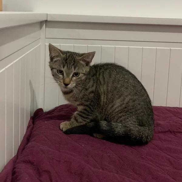 Siou, chat adopté via Les ti'chats