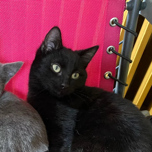 Sir Gauvain, chat adopté en 2022 grâce aux ti'chats