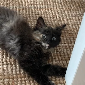 Sky, chat adopté via Les ti'chats