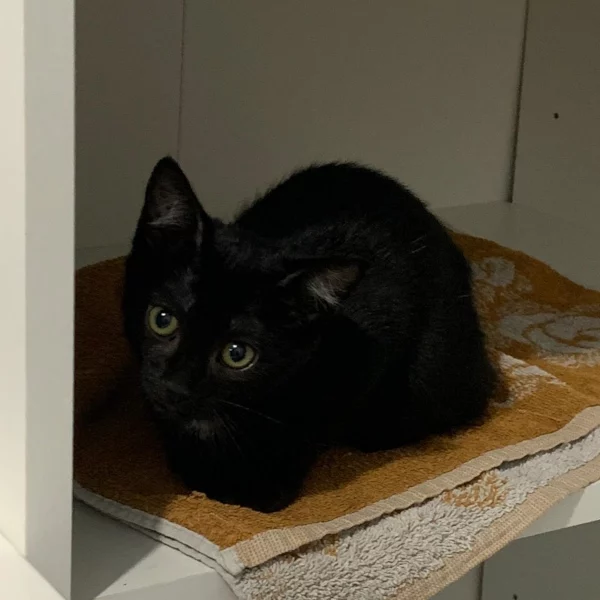 Smoky, chat adopté via Les ti'chats