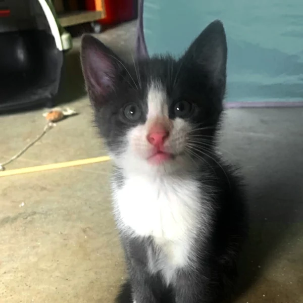 Sniper, chat adopté via Les ti'chats