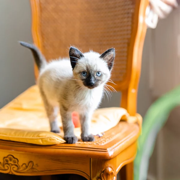 Socks, chat adopté via Les ti'chats