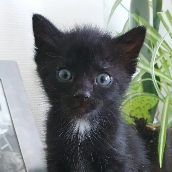 Socrate, chat adopté via Les ti'chats
