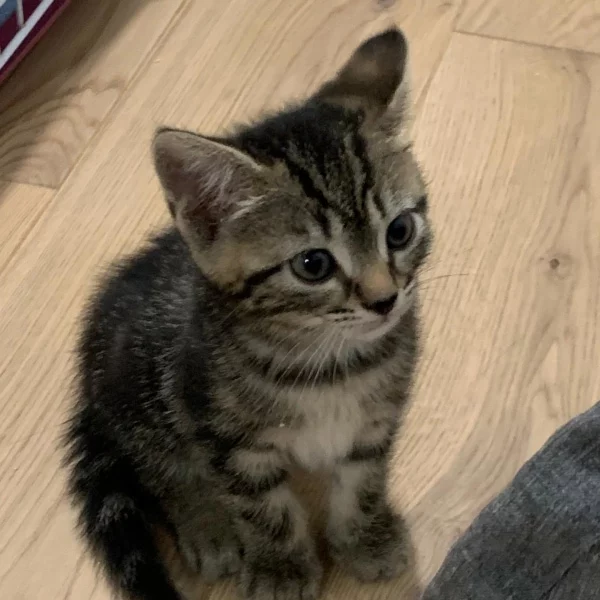 Soko, chat adopté via Les ti'chats